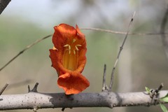 Tecomella undulata